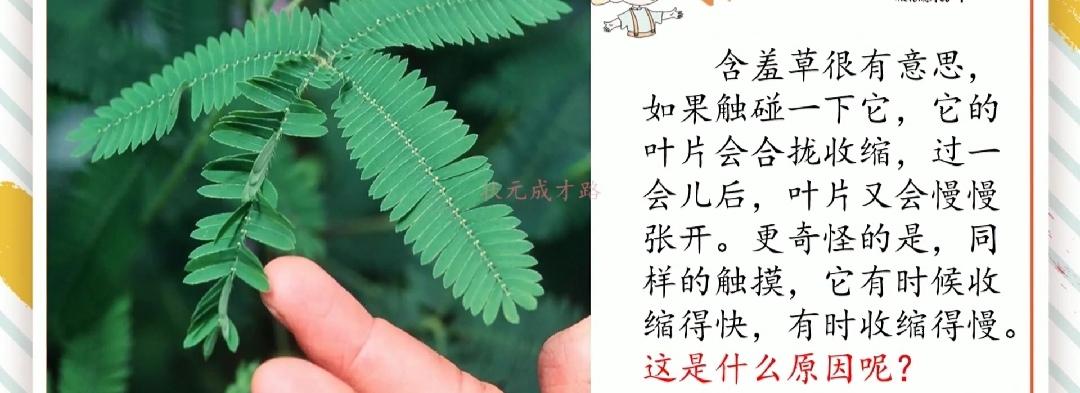 修改病句添加符号怎么画三年级（三年级用修改符号修改的句子）