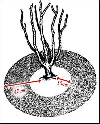玫瑰花怎么保存，玫瑰花怎么保存时间长（掌握这几点知识要点）