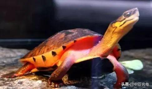 乌龟一般吃什么，家养的小乌龟一般吃什么（最全面的新手养龟攻略）