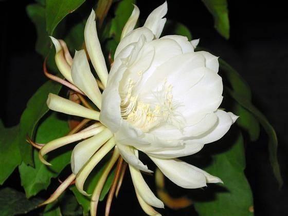 昙花什么时候开花，昙花什么时候开（昙花什么时候开花 几点钟）