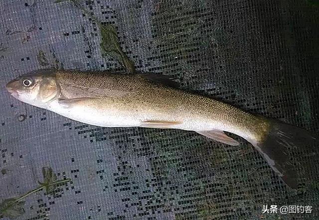 长江三鲜是哪三鲜，长江刀鱼图片（你知道中国名贵淡水鱼有哪些）