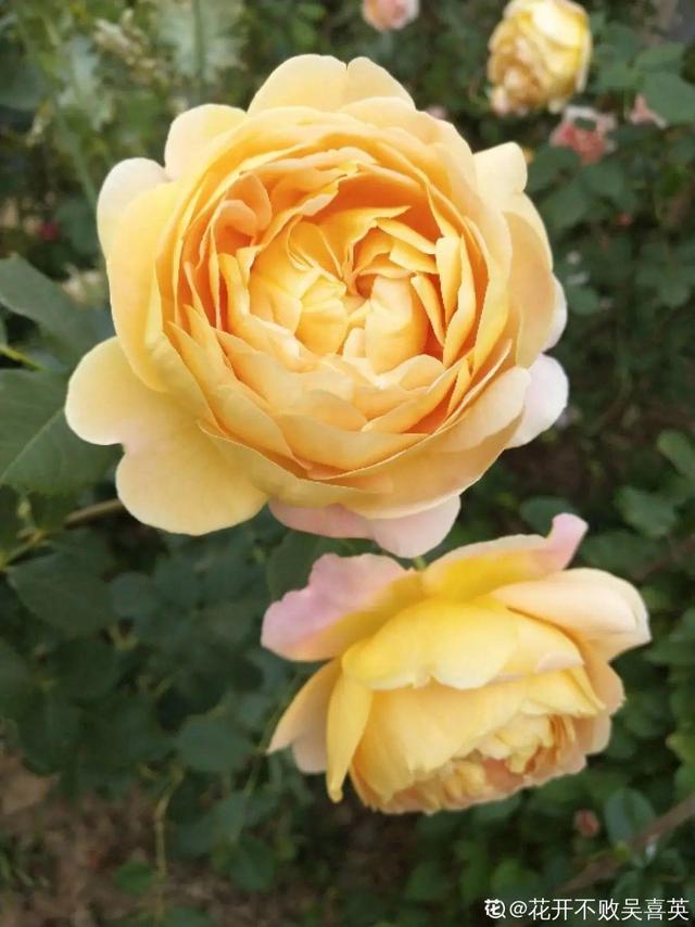 花色鲜艳又浓香的月季品种，浓香四溢的6款月季
