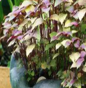 碱蓬菜的功效与作用，碱蓬的功效与作用（山野菜大全）