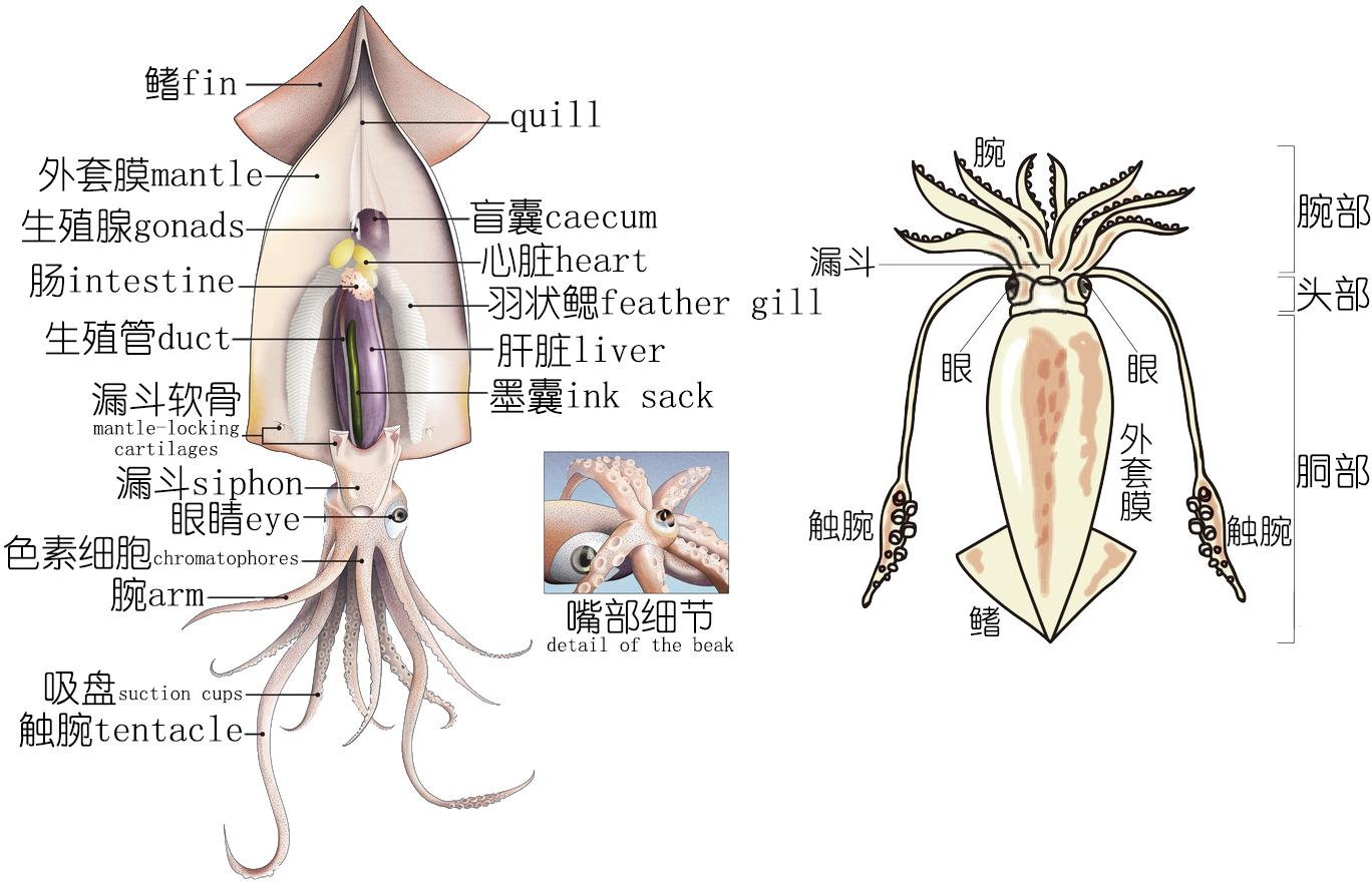 软体动物有哪些，常见的软体动物有哪些（乌贼、墨鱼、鱿鱼、章鱼都有什么不同）