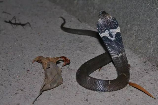 孟加拉眼镜蛇的简单介绍,安徽村民家惊现2米长眼镜蛇(孟加拉眼镜蛇