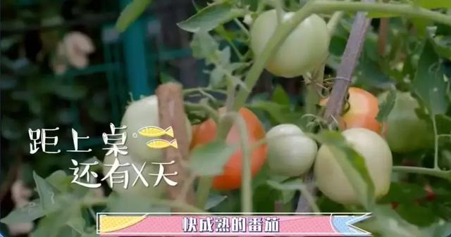 张静初演的电影，张静初拍的老电影（被太太团封杀的张静初）