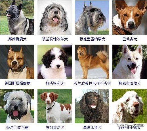 还不知道你家狗狗属于什么体型犬吗？几乎齐全了