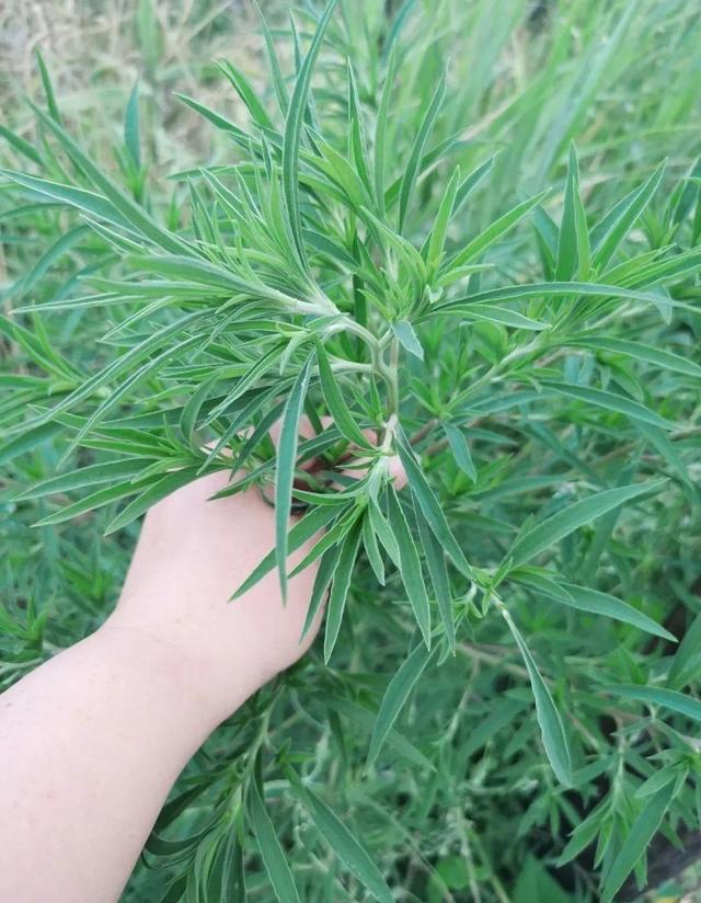 苋菜是什么菜，俗名叫什么（7月野菜金不换）