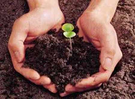 凤尾竹图片，袖珍椰子、散尾葵、蒲葵、棕竹、凤尾竹的区别辨识