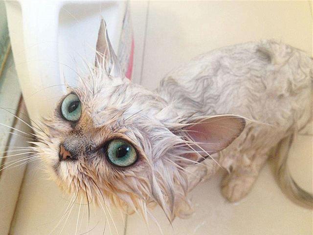 猫咪毛发颜色变黄是什么原因，气温、营养不良等原因都会导致其毛发变色