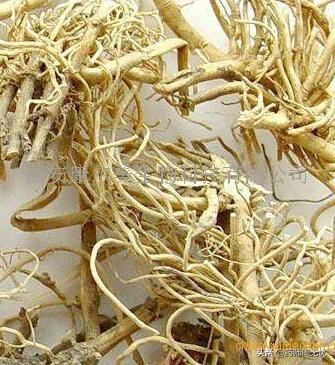 白前的功效与作用，白前的功效！（白话中药——白前）