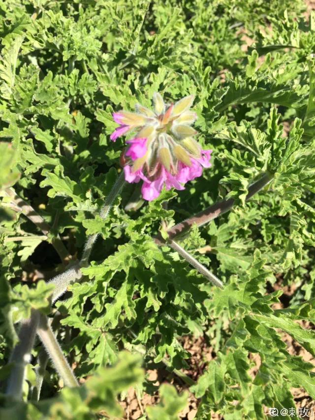 吸收甲醛的植物，哪种植物具有吸收甲醛的功能（净化空气最厉害）