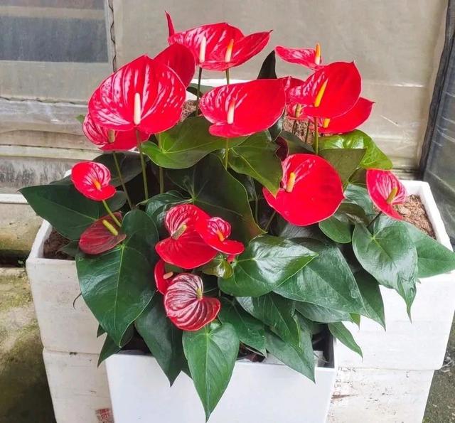 红掌盆栽怎么养，红掌盆栽的养殖方法（养盆“大红掌”）