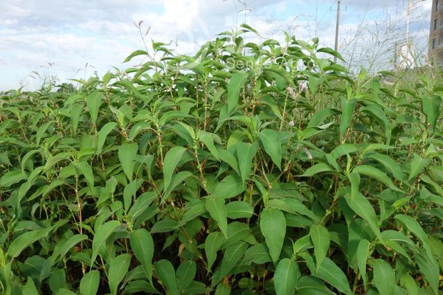 双子叶植物纲,蓼目,蓼科,蓼属一年生草本植物.