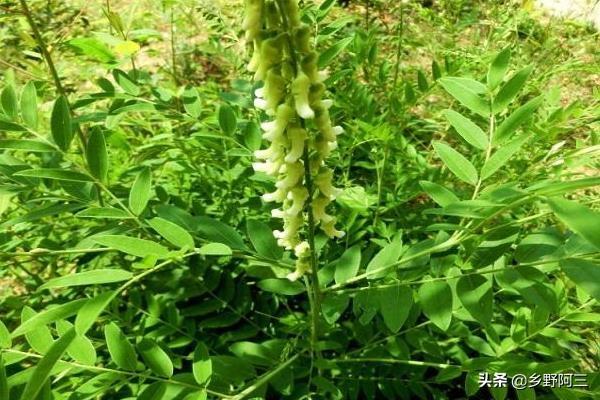 种植天麻:每斤价格在200-500元左右.种植玉竹:每斤价格在20-30元左右.