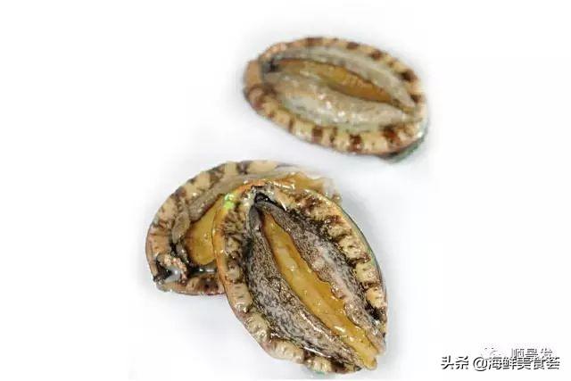 北极贝是什么生物，北极贝是什么生物类群（自然界坚不可摧的生物大家族）