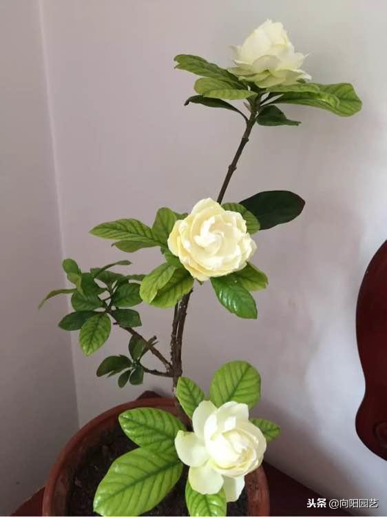 栀子花的寓意，扦插寓意很好的三种植物（栀子花的样子描写）