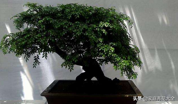 小叶紫檀盆景图片，小叶紫檀盆景养护技巧（盆景首选小叶紫檀）