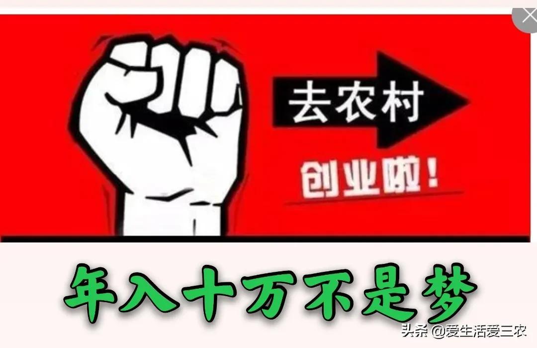 种植什么赚钱(投资1000元养殖)