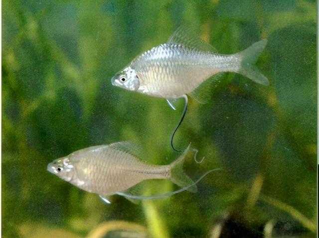 淡水观赏鱼种类，淡水观赏鱼的种类大全！（中国淡水观赏鱼图集<一>）