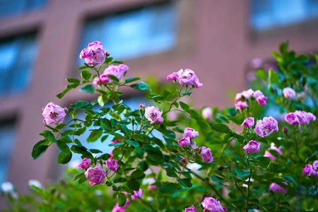 野蔷薇花语，野蔷薇花语浪漫悔过（我靠这份“栽培秘笈”花满阳台）