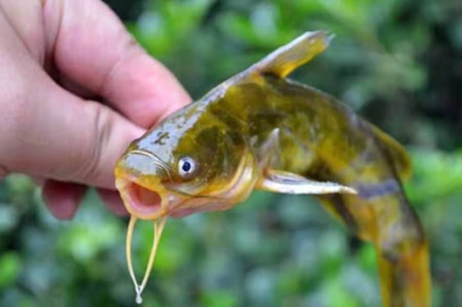 钓黄颡鱼用什么钩(黄骨鱼如何钓才最过瘾) - 去钓鱼