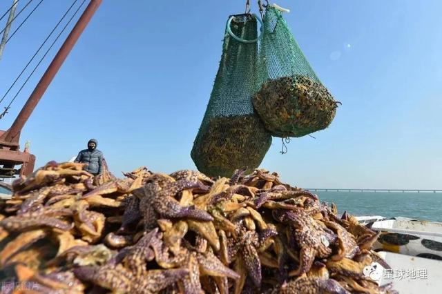 海星可以吃吗，油炸海星可以吃吗（是一种棘皮动物。海星能吃）