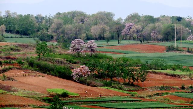 泡桐花的花语和寓意，泡桐花开不寂寞阅读答案（泡桐花开：一川春风过）