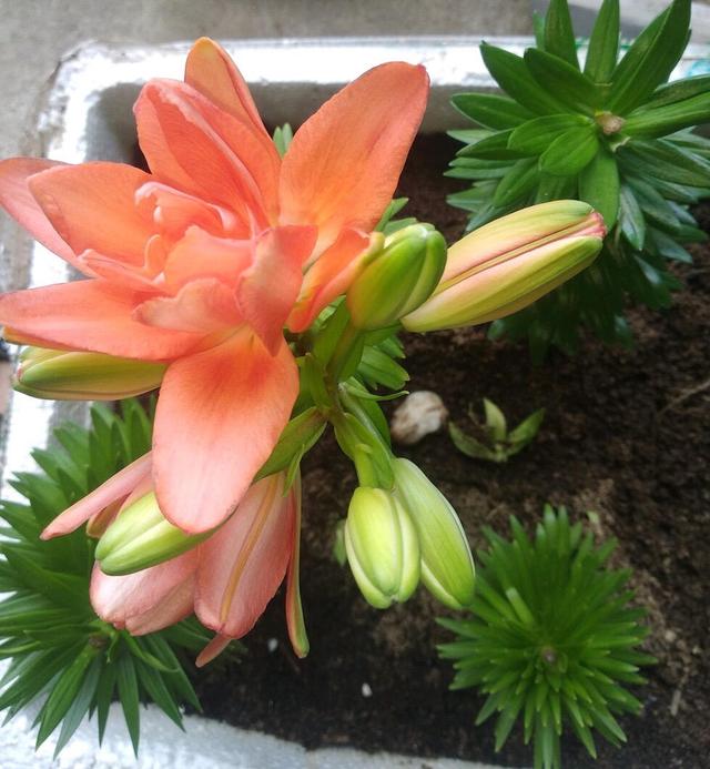 百合玫瑰花束的寓意，百合和玫瑰的花束寓意是什么（2个月就开花）