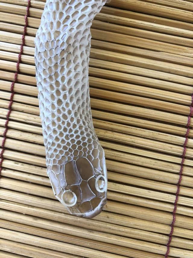 皮蛇(草皮蛇),大蛇究竟哪里去了(皮皮蛇图片)