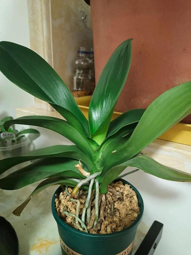 如何养好比利时杜鹃，如何养好比利时杜鹃品种（经验少的朋友别入“坑”）