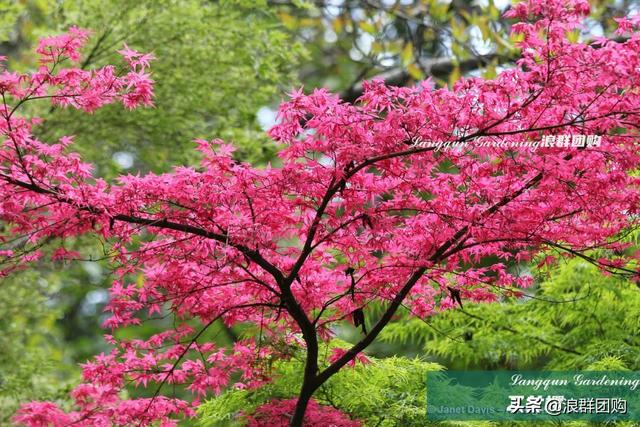 什么样的枫树填空。，什么的枫树填空词语二年级（增添了花园四季色彩之美）