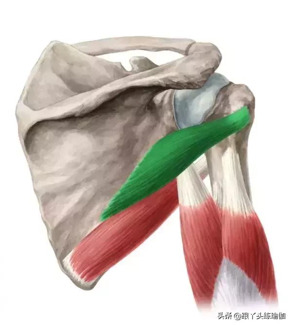 小圆肌体式要点:在瑜伽体式中,牛面式就是非常经典能够拉伸到冈下肌的
