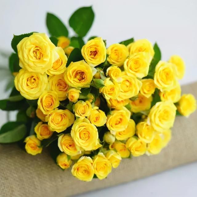 各种玫瑰花的含义，各色的玫瑰花有什么含意（一篇文章认全花店必备80种玫瑰花）