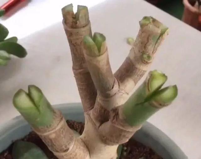 最漂亮的棒棒糖图片，如何画出漂亮的棒棒糖（长寿花半年养成“长寿树”）