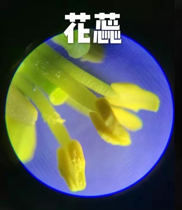 儿童科学探索显微镜，启发孩子科学探索思维