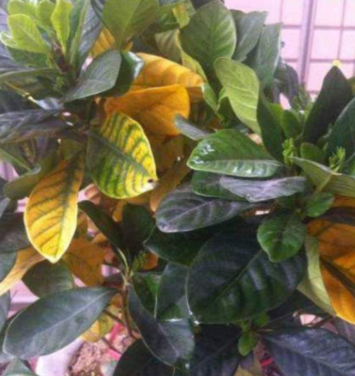 怎么养花才能更旺盛，盆栽怎么养才能更旺盛（植物生长才旺盛）