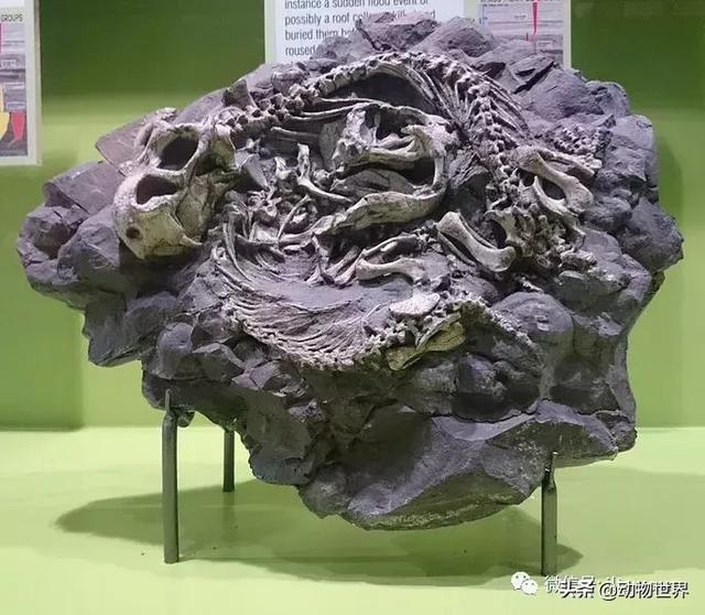 地鼠是什么动物，小巧的远古“地鼠”-双齿兽