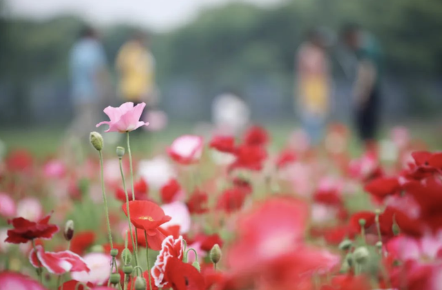 梅子什么时候成熟，梅子是什么季节的水果（芒种：栀子花开，麦黄梅熟）