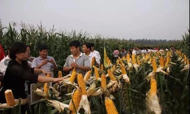 玉米酒的酿制方法，玉米酒的制作方法介绍（酿造醇香甘甜的美酒）