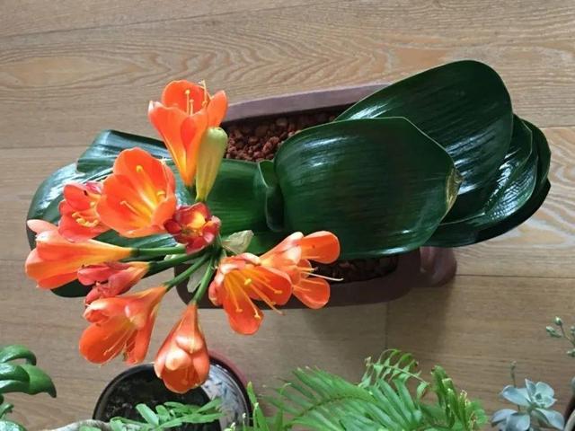 瓜子属于坚果吗，瓜子花生属于坚果类吗（给花吃点瓜子）