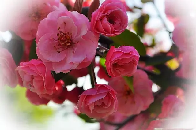 白兰地海棠的养殖方法，白兰地海棠～一种让人惊艳的海棠花