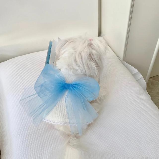 马尔济斯犬掉毛吗，马尔济斯掉毛吗（听我的，千万不要养马尔济斯）