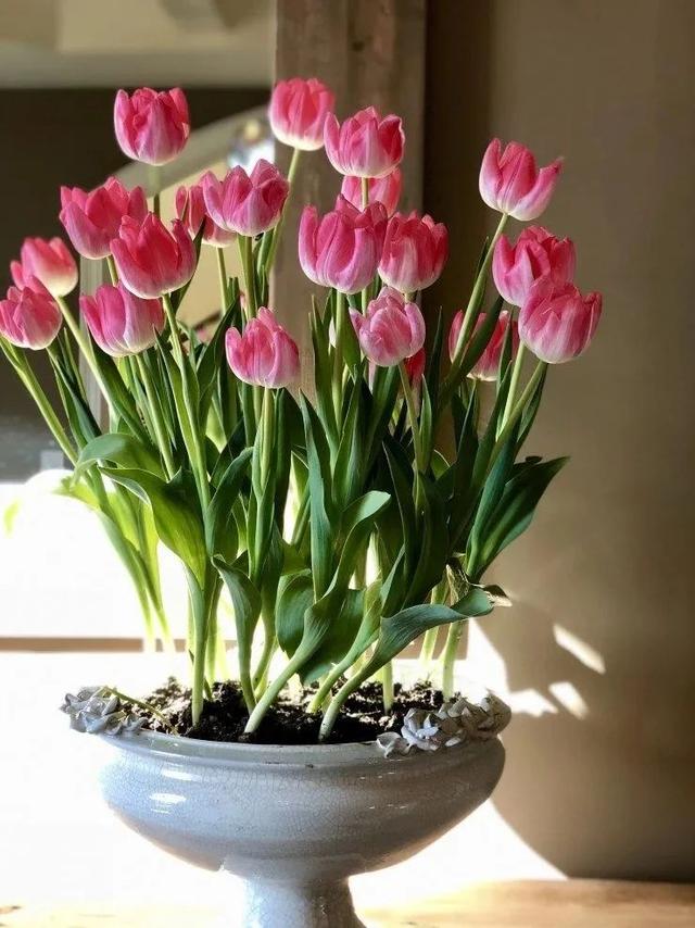 迎春花几月开花，迎春花什么季节开花（立春过后就准备灿烂开花）