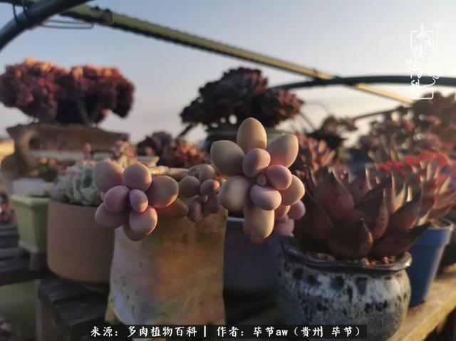 晴天橙子可爱头像微信，晴天橙子可爱头像（有多少次的会心一笑，全因多肉）