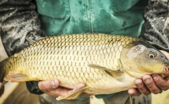 怎样做红烧塘角鱼，红烧塘角鱼怎么做好吃（这4种河鱼在农村常见）