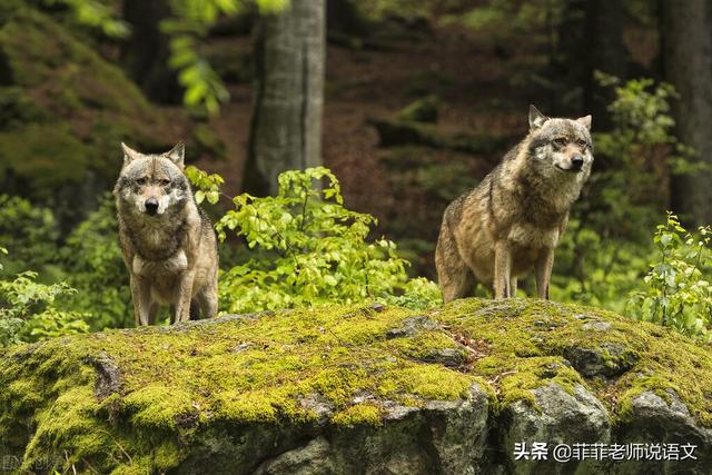 其一犬坐于前的其是什么意思，其一犬坐于前的其意思（七年级语文上册第五单元知识梳理清单。预习复习可用）