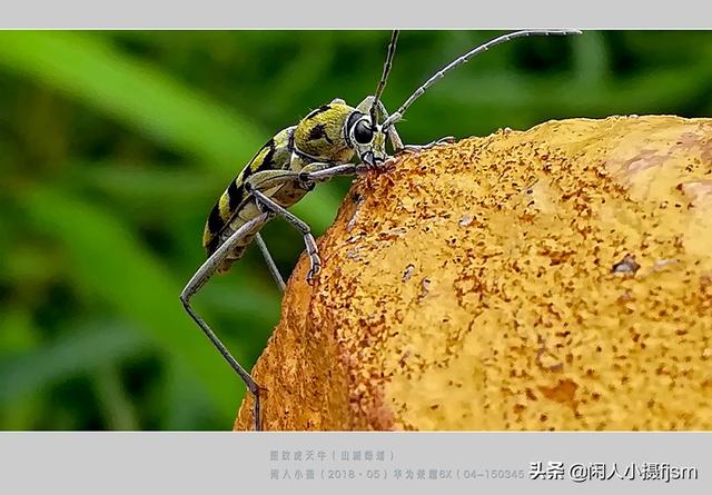关于星天牛介绍，星天牛百度百科（这外貌“粗糙”的天牛你认得么）