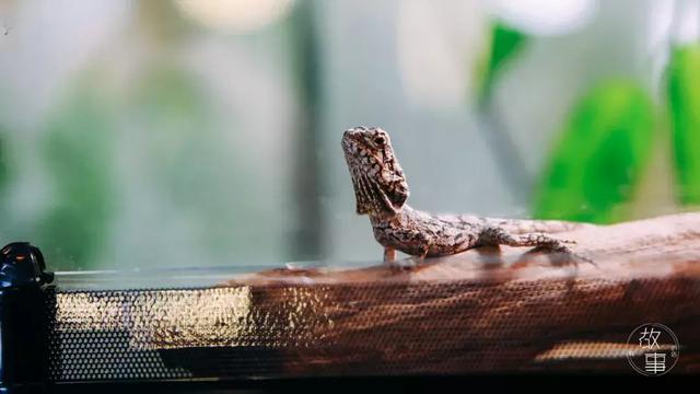 冷血动物有哪些，冷血动物有哪些特征（这个人养了上百只“冷血动物”）