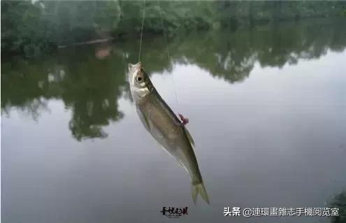 淡水鱼都有什么鱼，钓鱼人一定要知道的二十种淡水鱼（中国常见的20种淡水鱼）